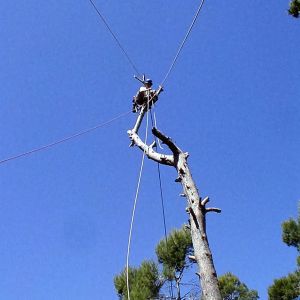 Abattage d'arbre dangereux à Manosque